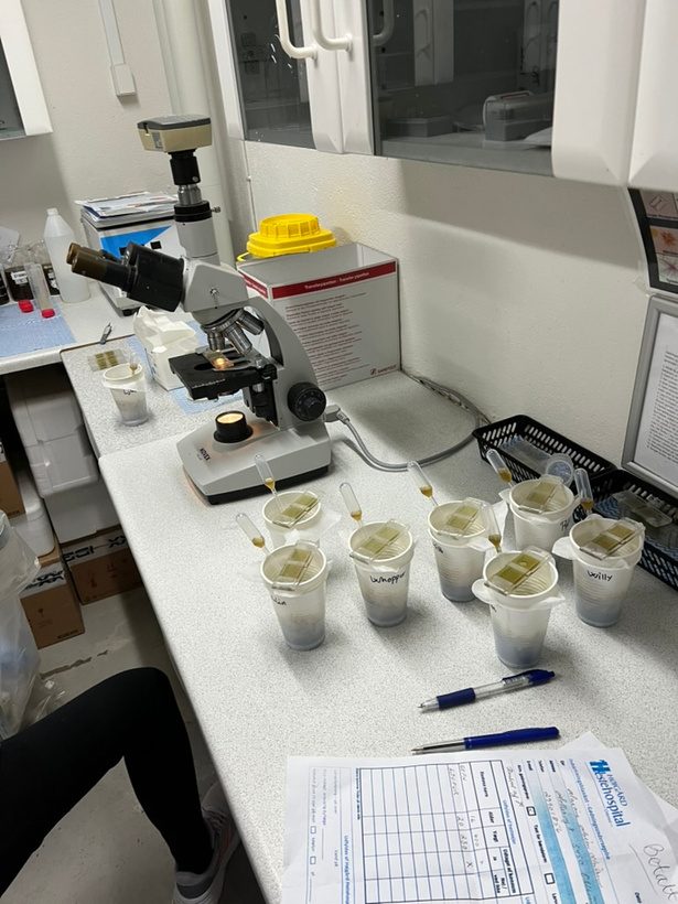Laboratorium med gødningsprøver fra heste
